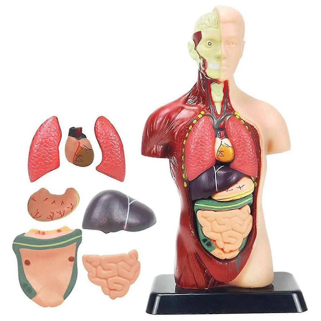 Human Anatomy Model (For Ages 8+) Human Anatomy Model (For Ages 8+)