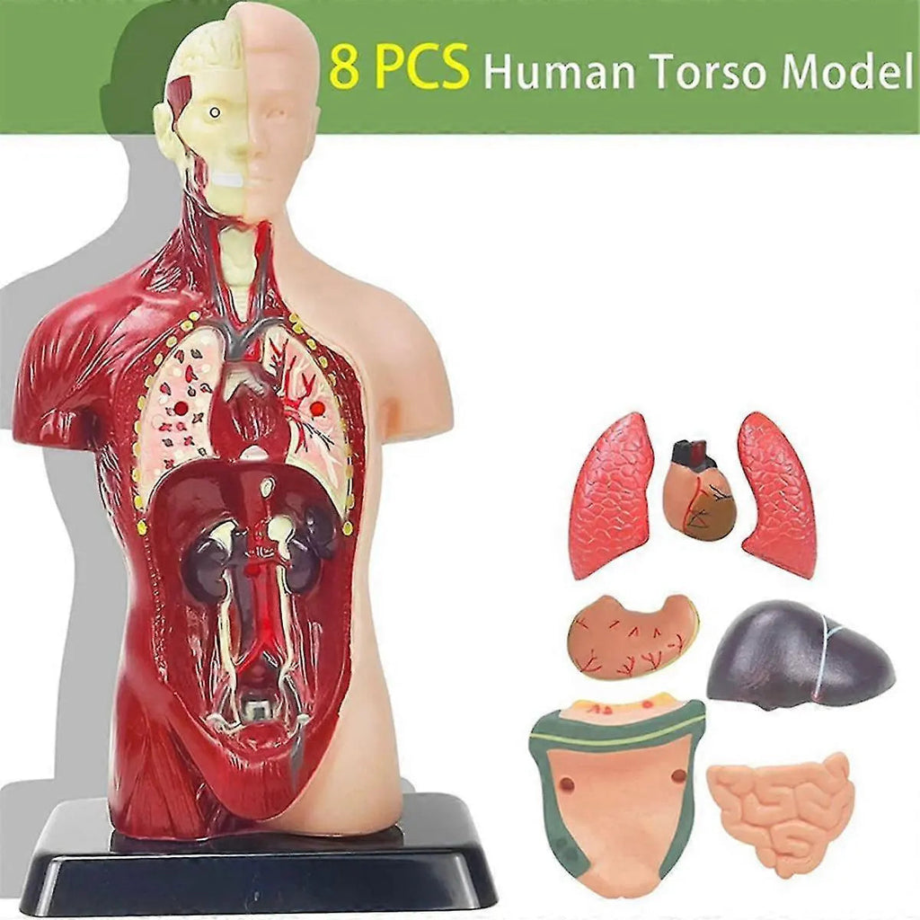 Human Anatomy Model (For Ages 8+) Human Anatomy Model (For Ages 8+)