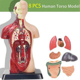 Human Anatomy Model (For Ages 8+)