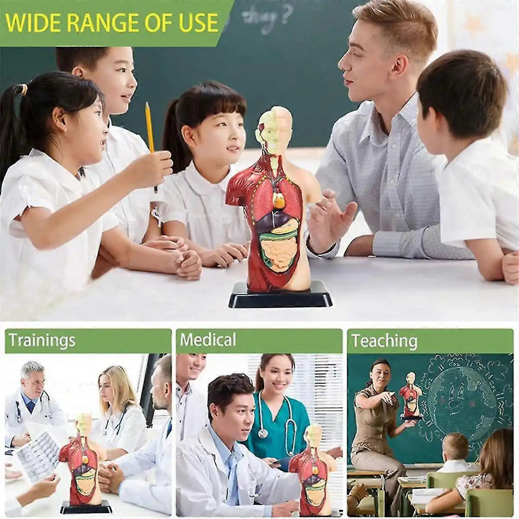 Human Anatomy Model (For Ages 8+) Human Anatomy Model (For Ages 8+)