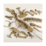 Edu Dinosaur T Rex Skeleton