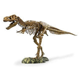 Edu Dinosaur T Rex Skeleton
